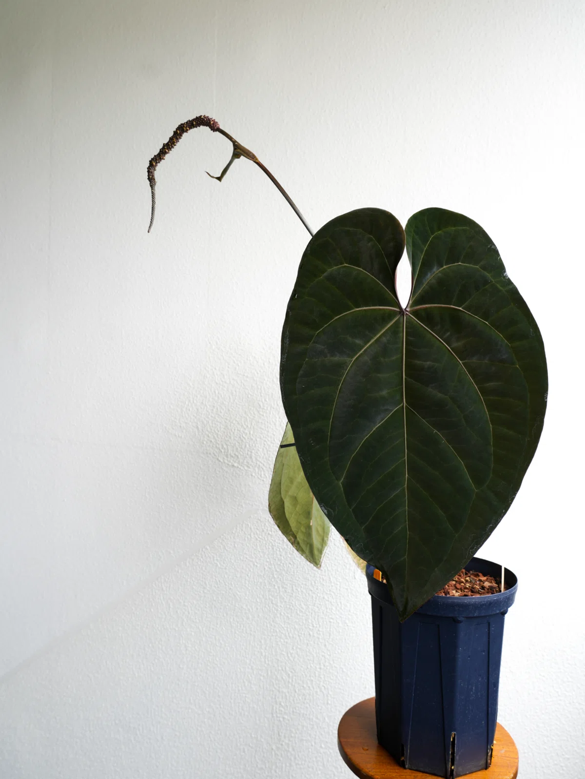 Anthurium ‘Ace of Spades’（エースオブスペード）について