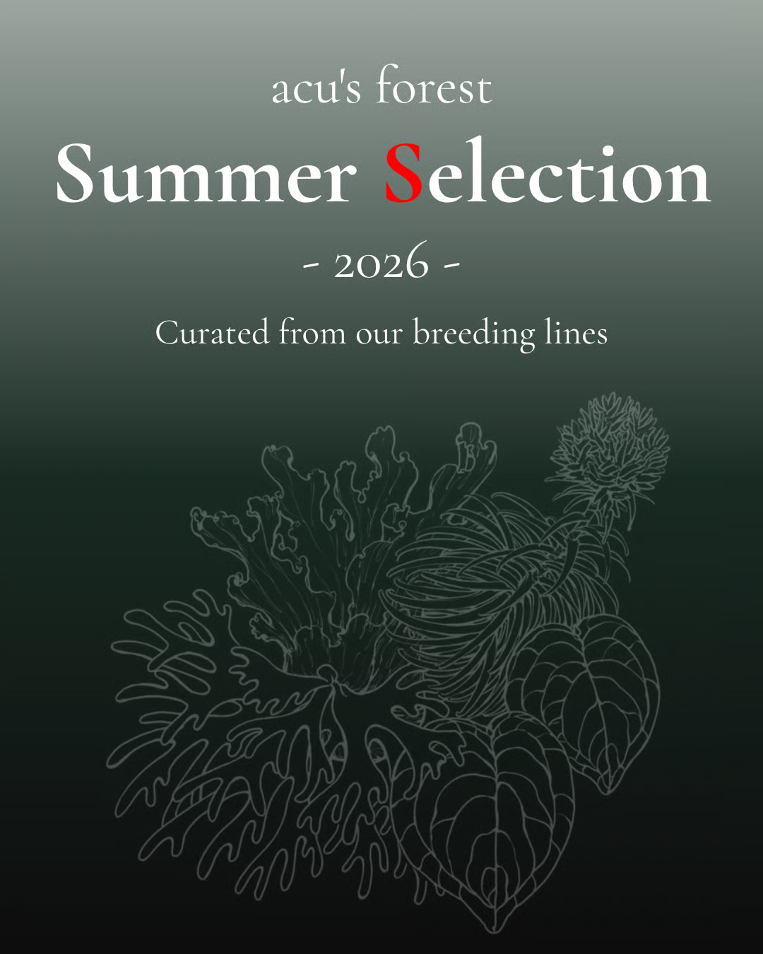 Summer-Selection-2026